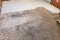 Carpet Cleaning Kangaroo Point image 1